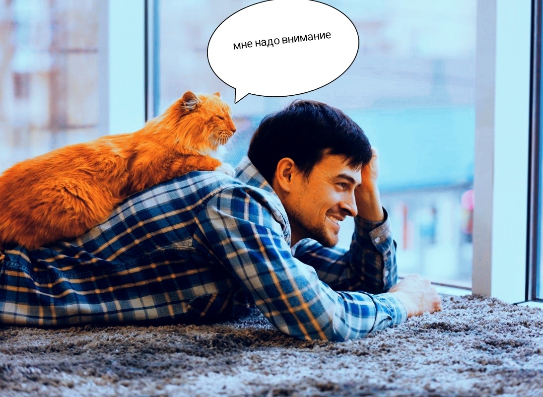 Коты кошки человек питомцы