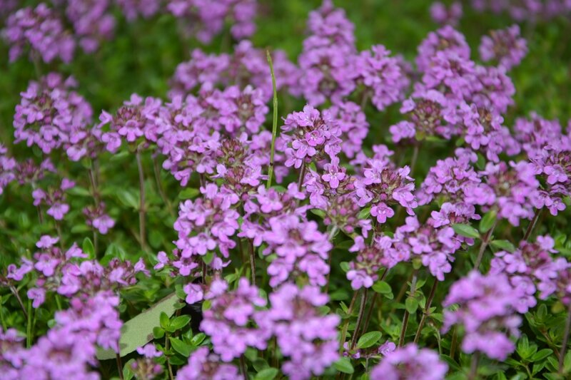 Чабрец в цвету. Авторское фото 2015 г.