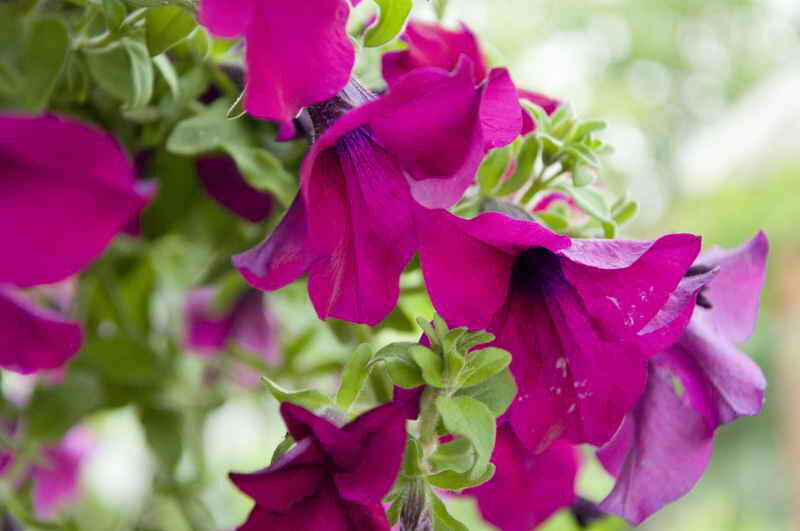 Петуния (Фото используется по стандартной лицензии ©azbukaogorodnika.ru)