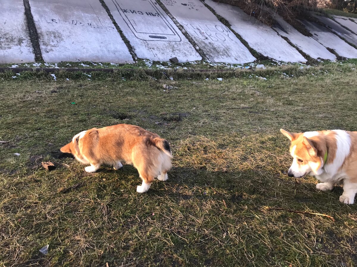 Хантер и  Коржик. Фото автора