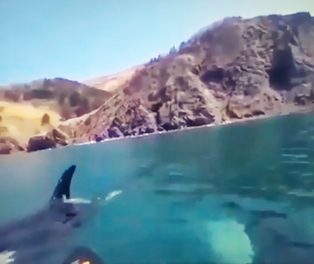 Гребцы на каноэ в море встретили двух взрослых касаток