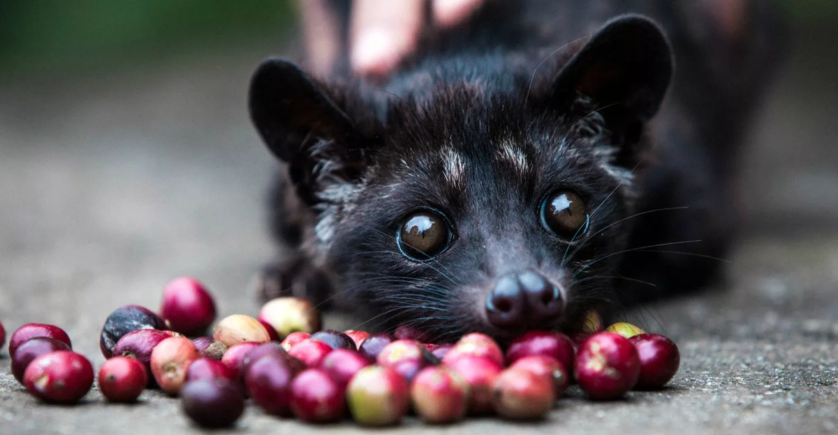 Зверек, который поедает кофейные ягоды. Источник фото: adaindonesia.com