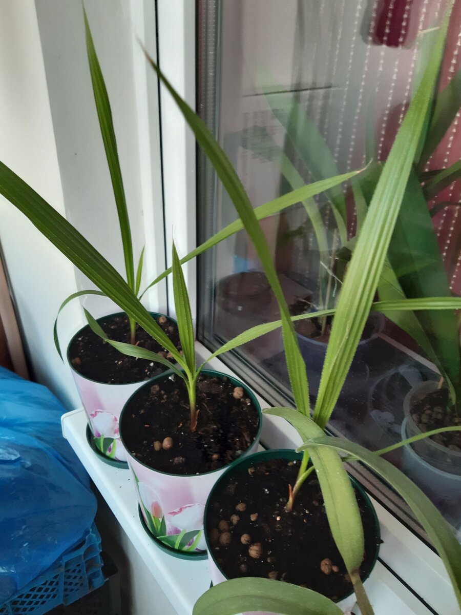 К трём месяцам пережили две пересадки 