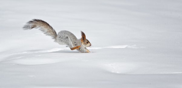 Canon EOS 5D Mark III, 200 mm, ISO 320, f/2, выдержка 1/5000 s