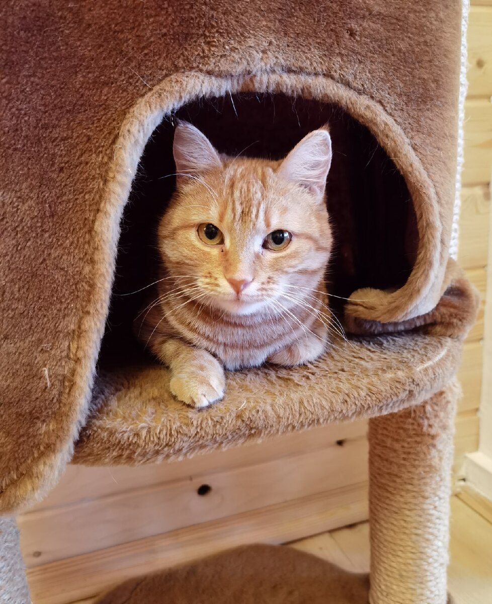 Оськин дом приют. Фото дома. Оськин дом дзен. Оськин дом тверь. Оськин дом приют.