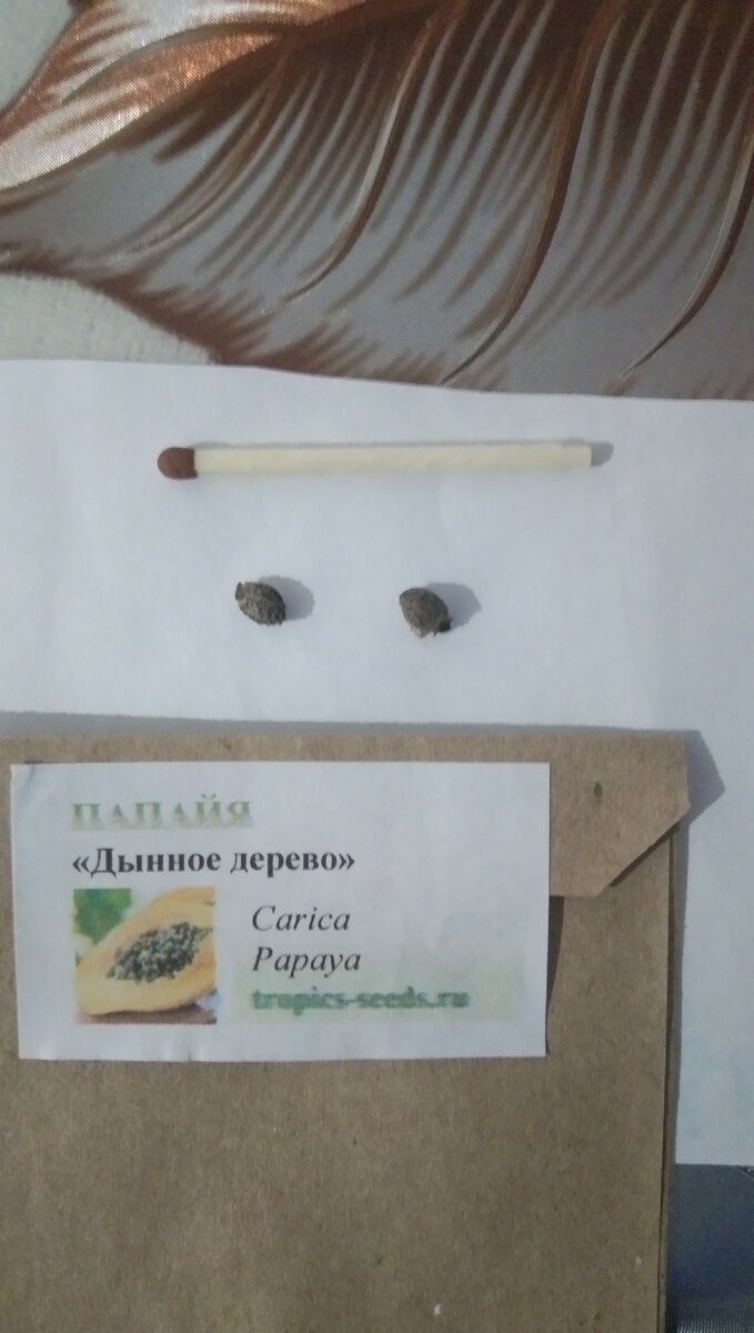 Вот такие семянки у дынного дерева. Всхожесть пока 2 из 2х.