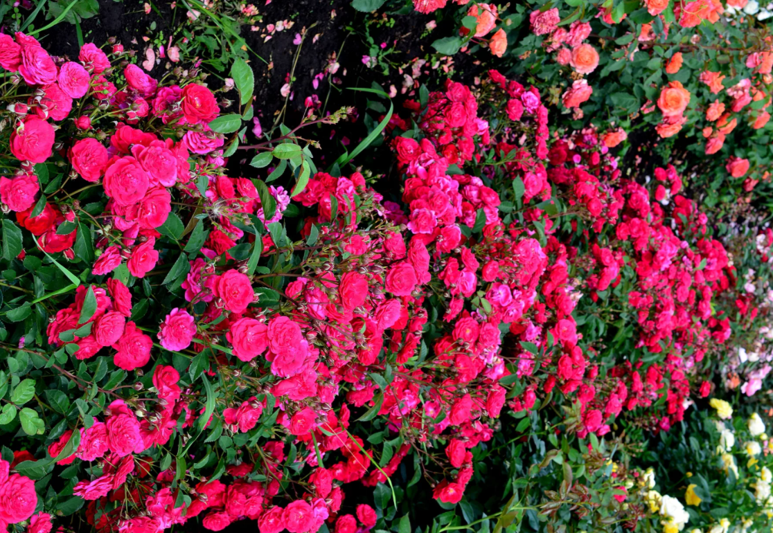 Почвопокровная роза — Fairy Dance