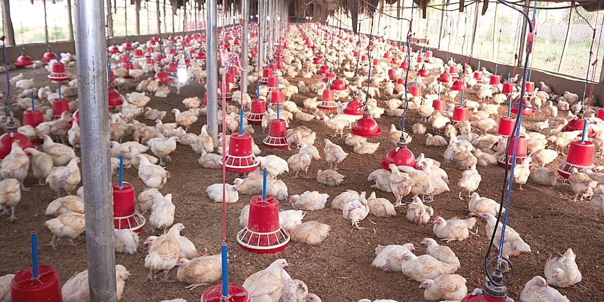 Домашняя птица на птицефабрике