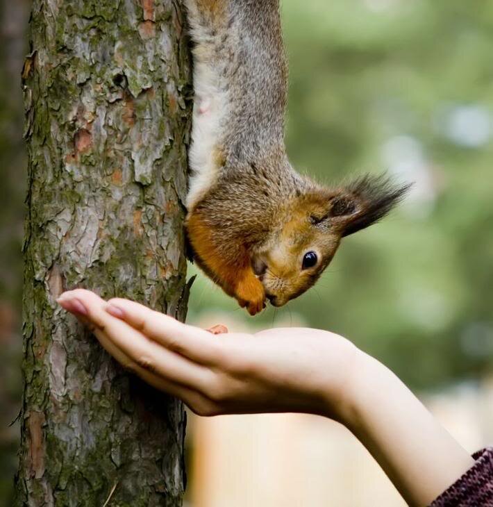 Белка лесная. Озорная белка. Маленькие бельчата. Маленькие бельчата. Белка бельчонок бельчата.