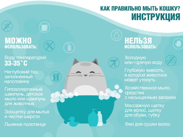 Как правильно мыть кошку