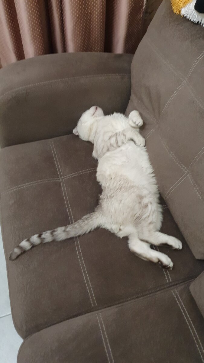 Мой домашний любимец.