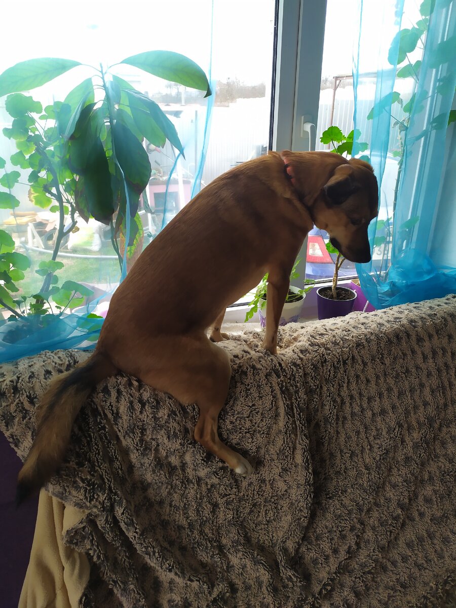 Птичка-Зайка