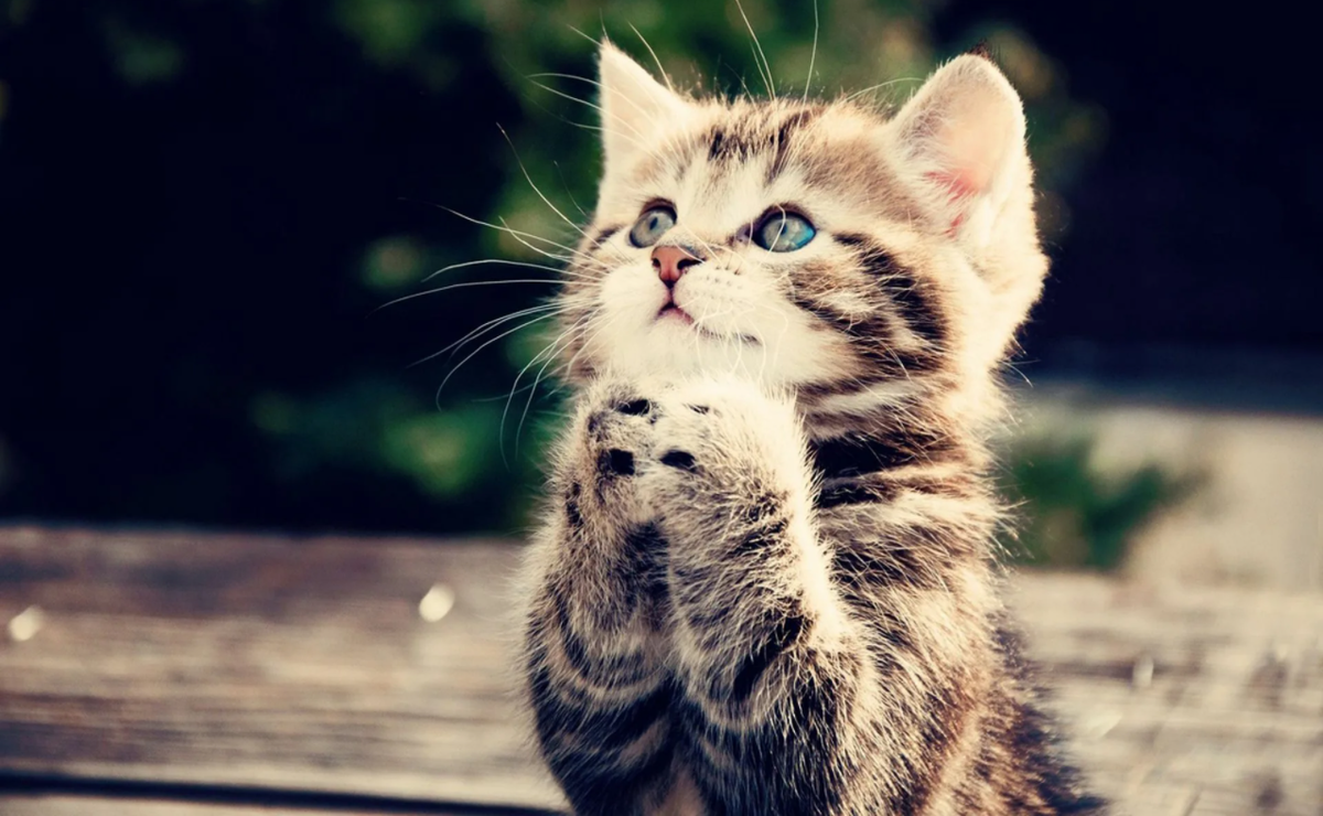 Иллюстрация из яндекс картинок