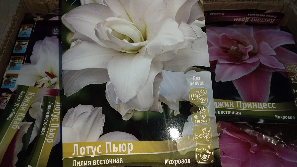 лилия Лотус Пьюр