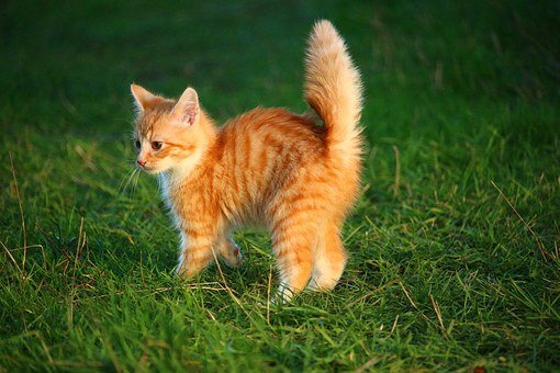 Котенок Васька любил точить когти о ствол молодой яблони, которая росла на даче у хозяйки его друга Рыжика.  Однажды утром хозяйка вышла из дома и обнаружила, что кора ее любимой яблоньки снова поранена. 
- Ох уж этот бездомный котенок Васька! – сказала она. – Как только увижу его, непременно отвезу в городской приют для животных!
Услышав это, Рыжик испугался, что может потерять лучшего друга, ведь Васька тогда уже не будет жить в поселке.
Когда хозяйка, поработав на огороде, шла обратно к дому, Рыжик выдрал у себя клок шерсти и бросил под яблоню.
- Мама, мама, смотри! Тут рыжая шерстка! – закричал сын хозяйки.
Та подошла и увидела под своей яблонькой клочок рыжей шерсти.
- Да, точно. Так, оказывается, виновник всему – наш Рыжик, - воскликнула она и, повернувшись к нему, строго сказала:
- Рыжик! Ты будешь наказан за то, что сделал! Неделю придется сидеть на сухом корме, и никакой рыбки с хозяйского стола!
Рыжик, тем временем, заискивающе терся о ноги хозяйки, стараясь облегчить свою участь. Хозяйка смилостивилась:
- Ну, хорошо. Не неделю, а три дня, - сказала она. – Но чтобы больше не точил когти о мою яблоньку!
И Рыжик, радуясь, что ему удалось смягчить наказание, побежал воспитывать Ваську. Чтобы тот больше никогда не точил когти о яблоню его хозяйки. 
