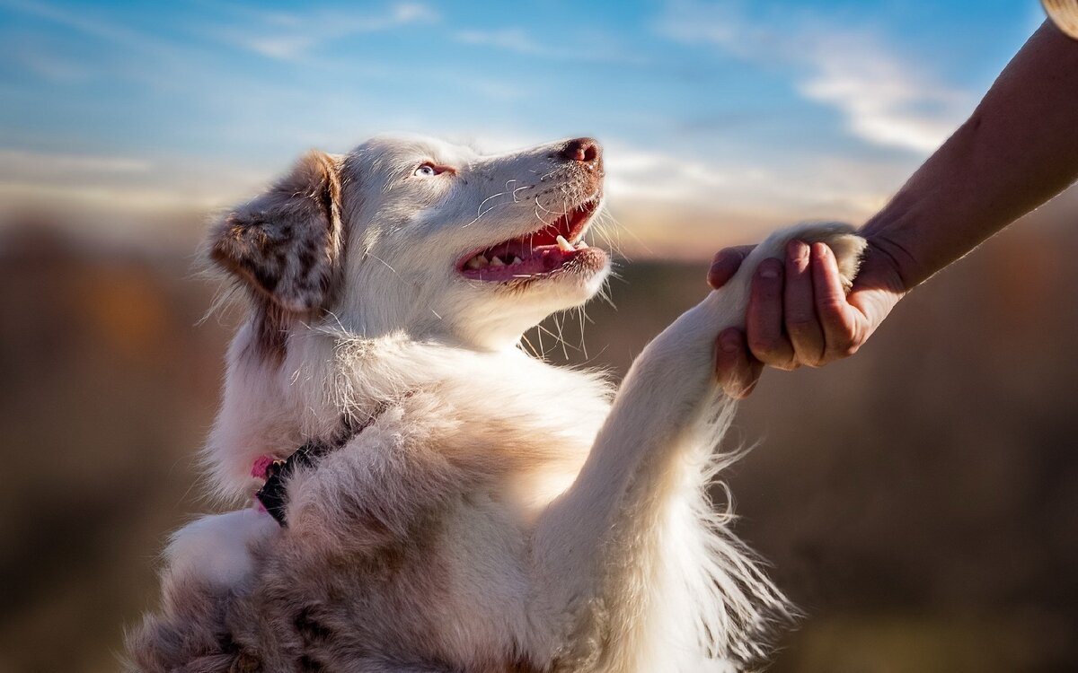 Основные потребности четвероногого: что делает собаку счастливой? | Happy  Dogs | Дзен