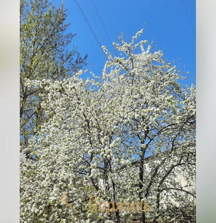 Яблоня или груша, я так и не разобралась, но красиво