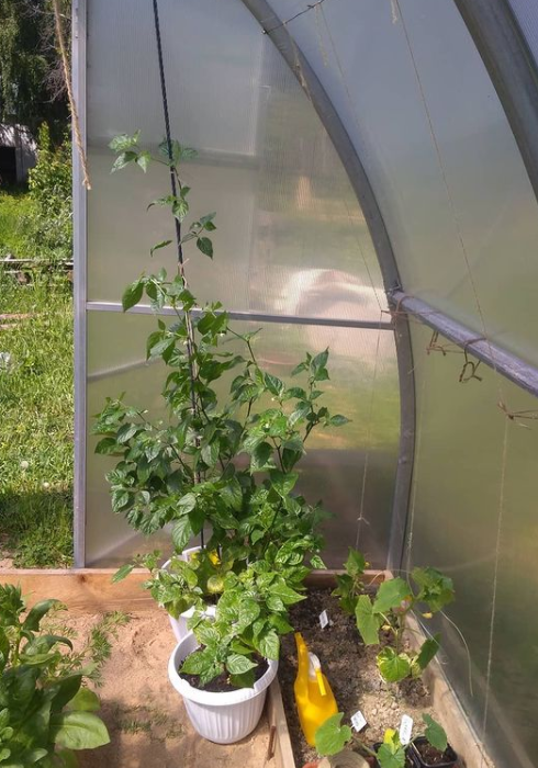 Куст перца Каролинский жнец ближе к выходу, больший из двух. Меньший на фото - 7 pot. 11 июня 2021.