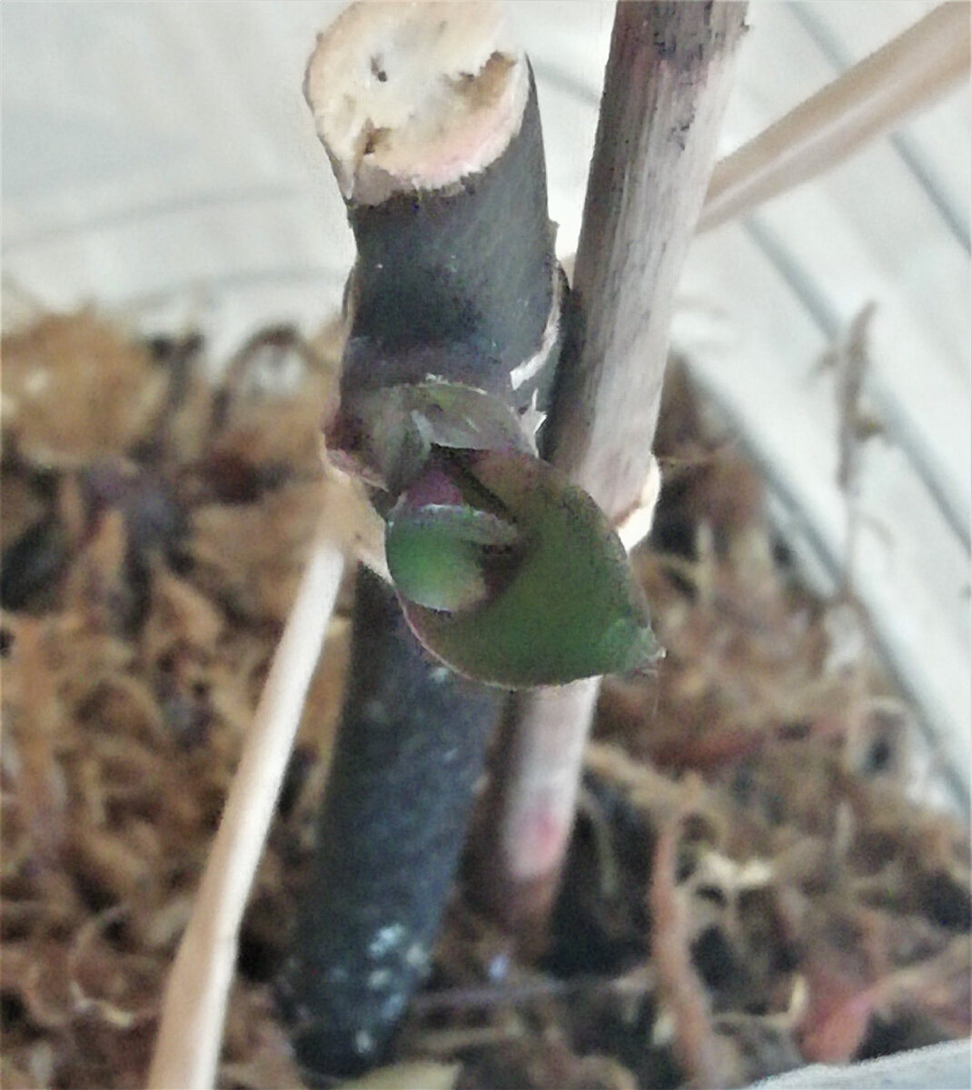 Распустился второй листочек