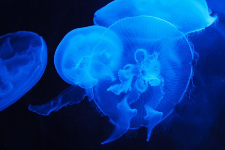 Фото: pixabay.com.
