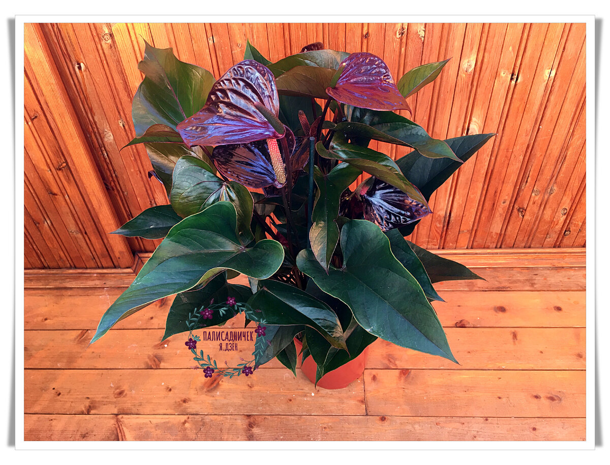 Точно такой же антуриум я несколько лет назад не смогла сохранить после покупки, набросившись со всякими-разными обработками. И только сейчас я решилась попробовать вновь. Теперь я не обрабатываю цветы просто так. Лишь по факту обнаружения вредителей или подозрения на них. 