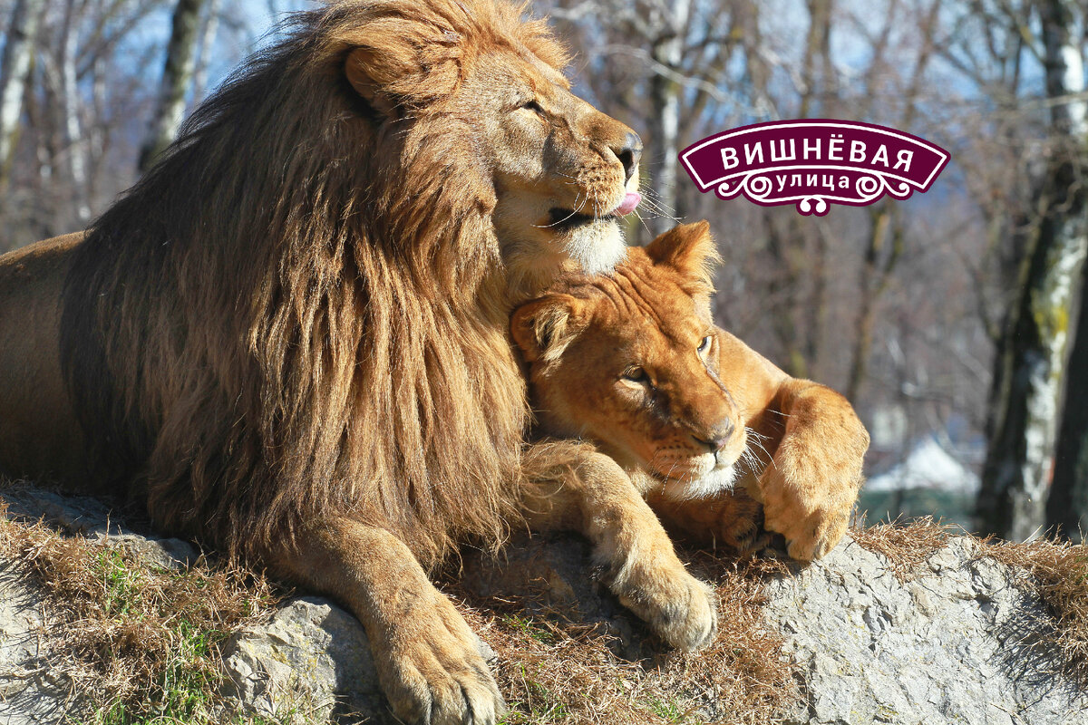 На самом деле мы, женщины, устроены гораздо проще, чем вам кажется, и есть элементарные способы простейшего взаимодействия с женщинами, которые всегда работают.