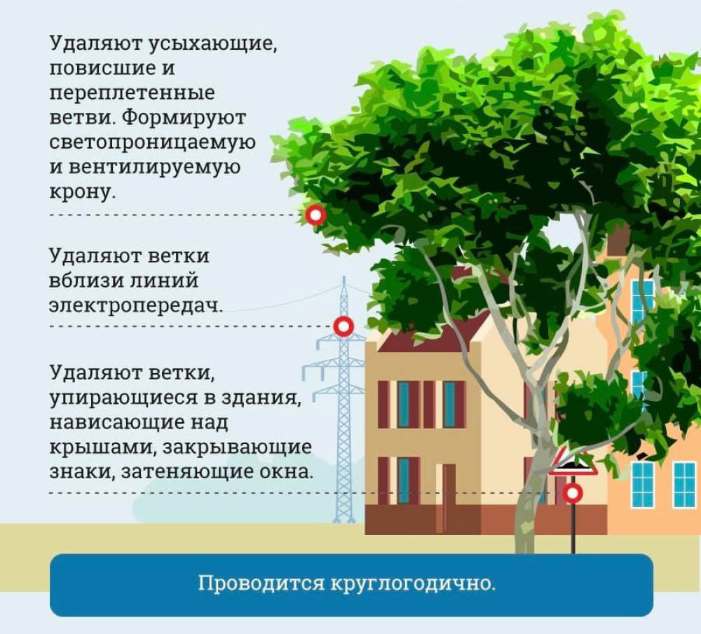 Дерево какой работа. Схема санитарной обрезки деревьев. Санитарная обрезка деревьев. Санитарная обрезка кустарников. Санитарная и омолаживающая обрезка деревьев.