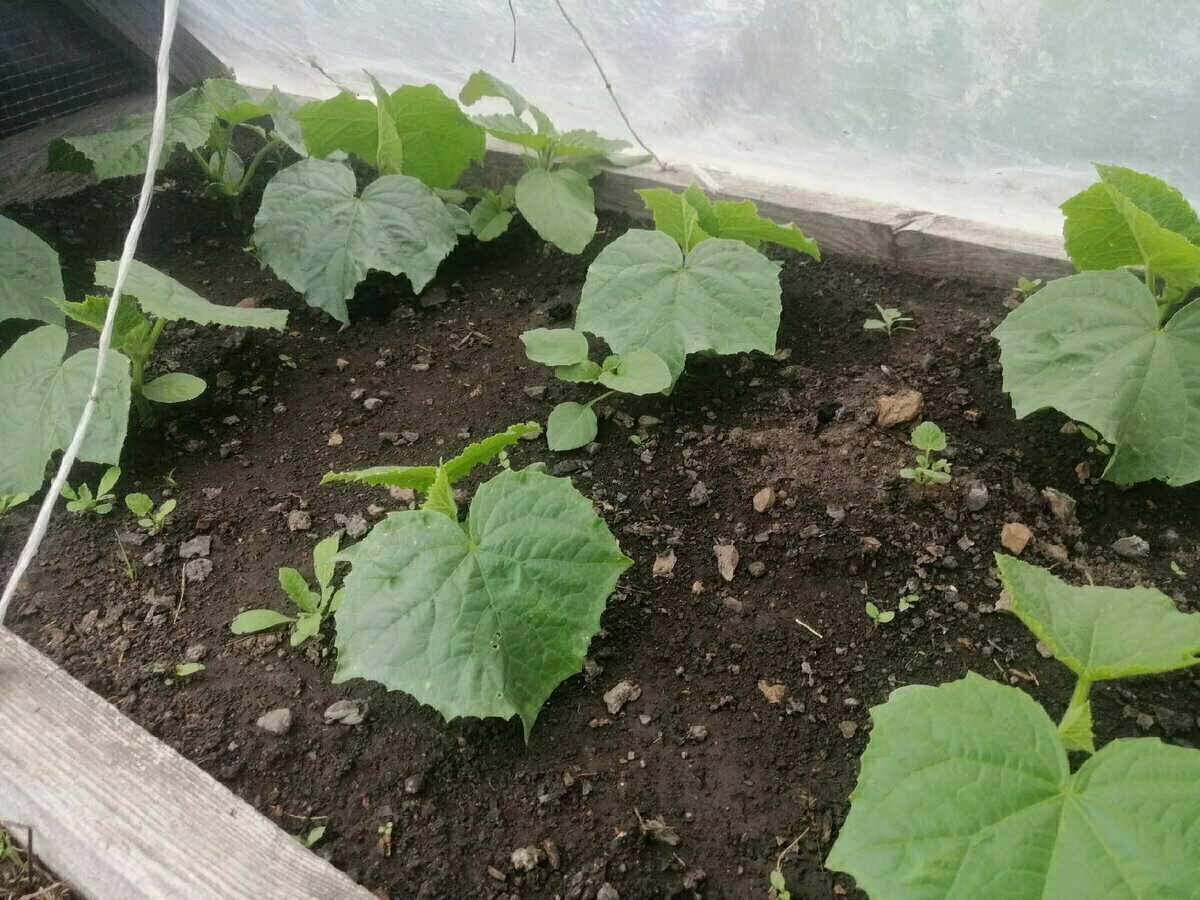 Добавьте описание