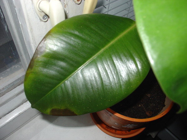 Коричневые пятна от излишней влаги в почве