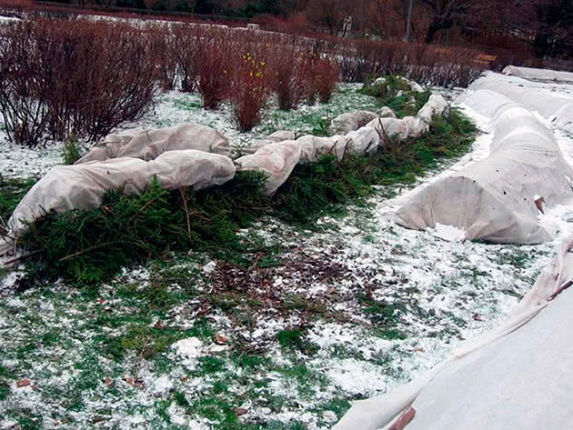 Укрытие плетистой розы на зиму.