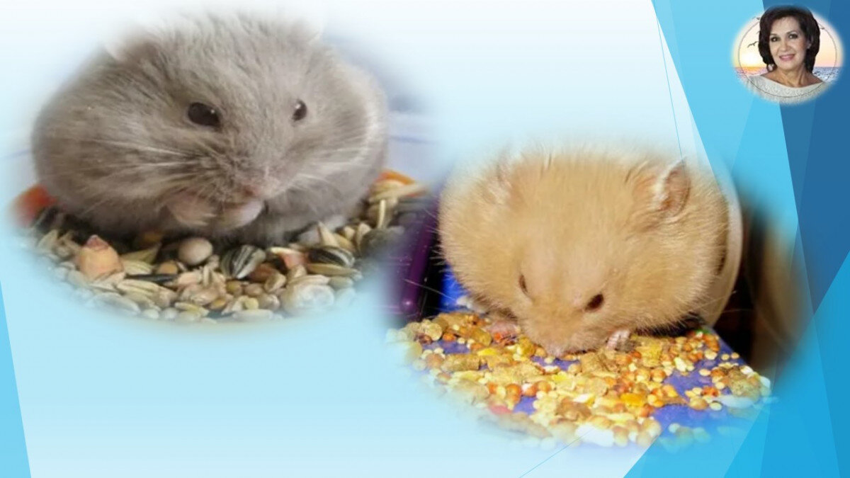 Можно ли хомякам крупу. Хомячок с едой. Хомяк в сметане. Хомяк с едой. Опилки для хомяка джунгарика.