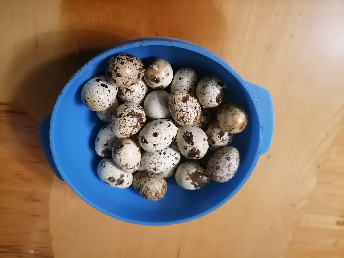 Ежедневные яйца. И так каждый день на протяжении четырёх месяцев. Появилась тяжёлая зависимость... 