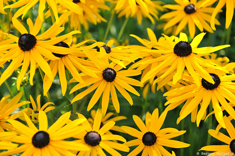 Рудбекия Rudbeckia Flamenco Yellow