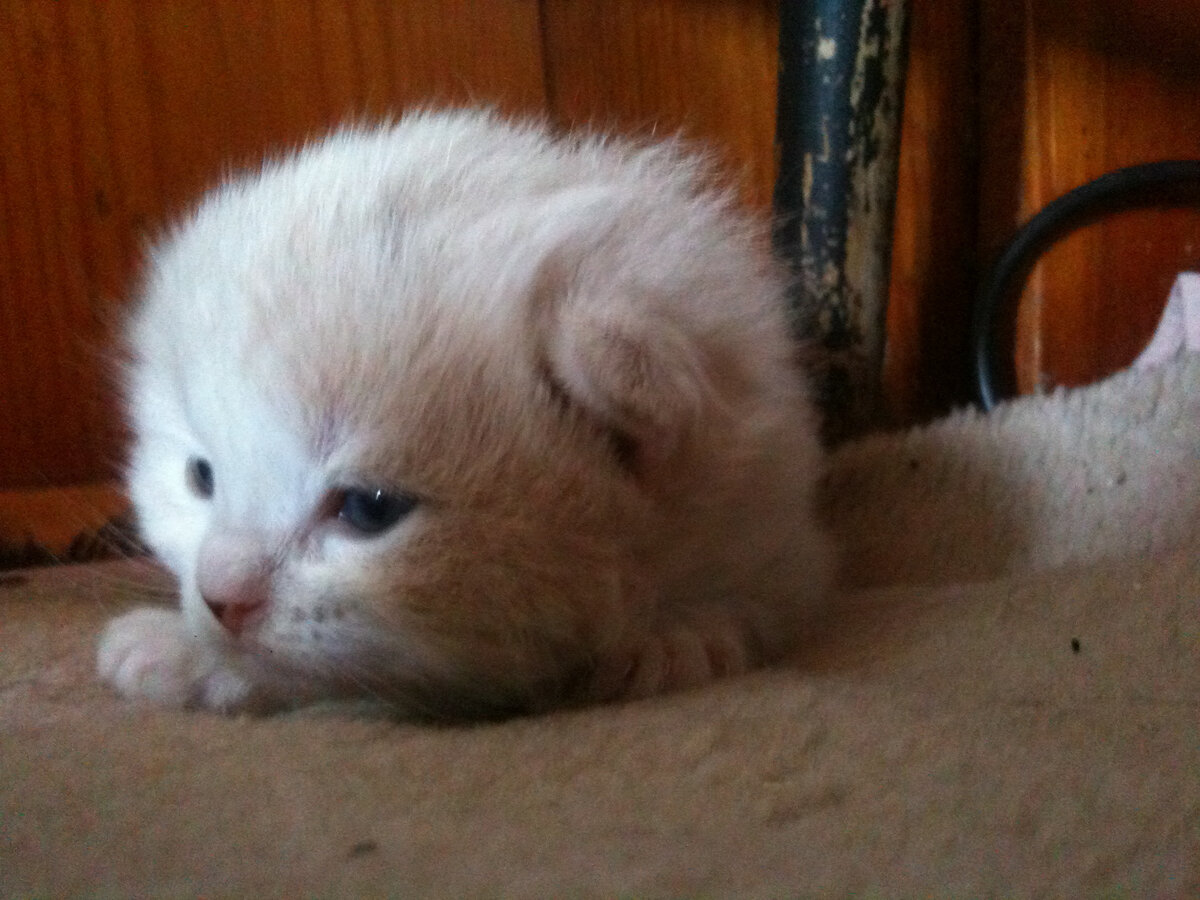 А таким мы подобрали Ричарда, ну как подобрали, нам его принесла и оставила уличная кошка, его мы тоже не выбирали, просто взяли, что дают:) (фото автора)