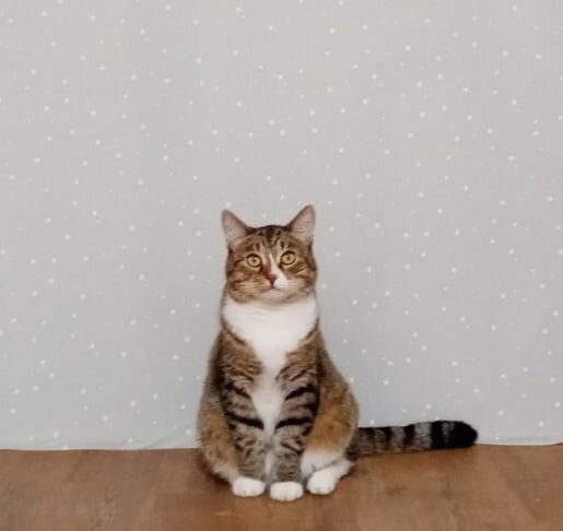 Наш любимец - Максимус, Мася. 