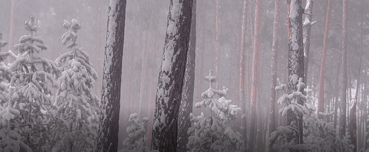 Сказочный зимний лес