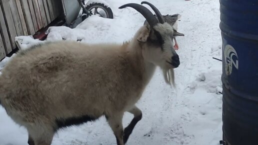 Кормушки для коз своими руками