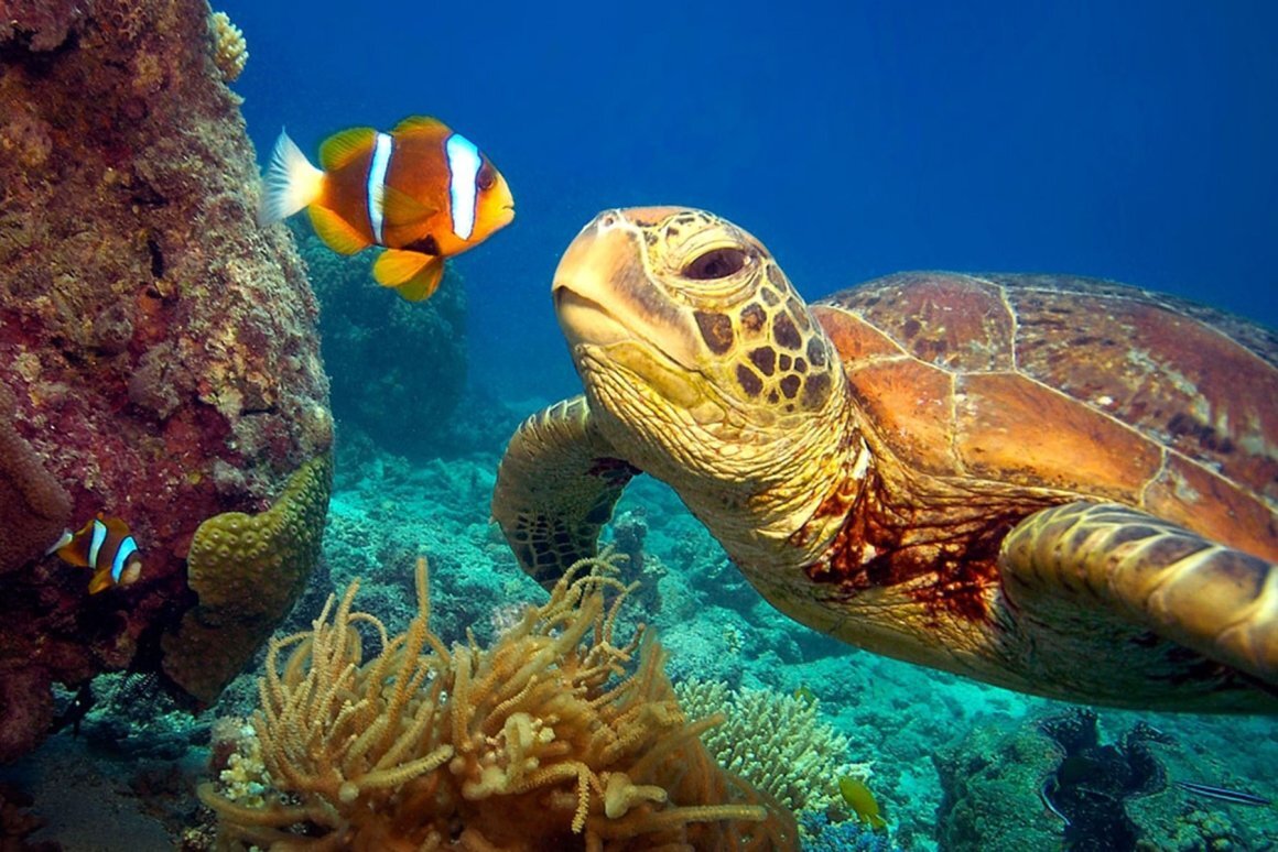 Рыбы морская черепаха. Большой Барьерный риф черепахи. Большой Барьерный риф Австралия подводный мир. Зеленая морская черепаха. Черепахи красного моря.