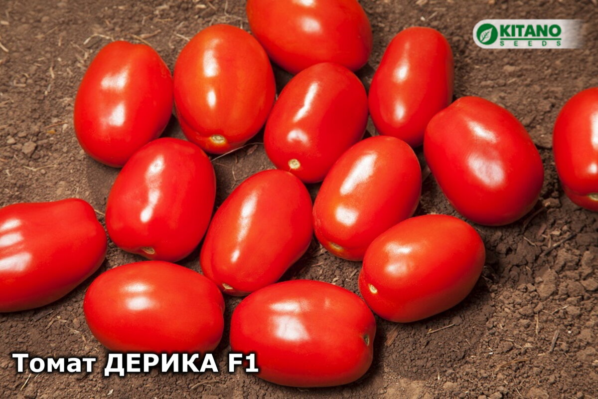 Дерика F1 