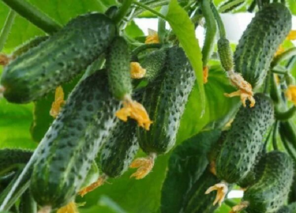 Бабушкин секрет F1