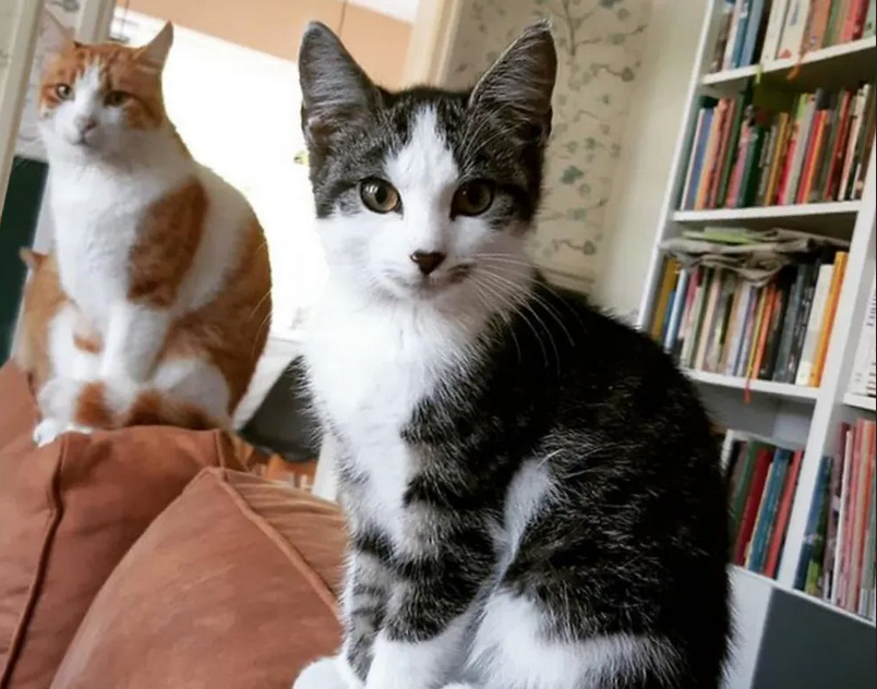 Кот пригласил бездомного котенка к себе домой и вырастил его самым ...