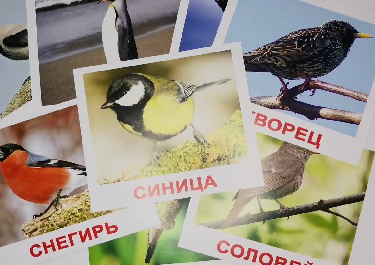 Мега чемодан вундеркинд с пеленок 