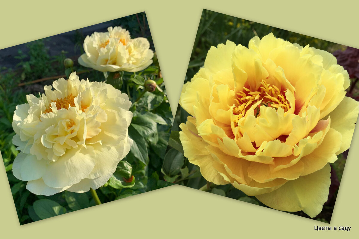 Слева гибрид молочноцветкового пиона "Lemon Chiffon" справа ИТО-гибрид "Garden Treasure" -  сравним окраску цветков лимонно желтая и канареечно-желтая.