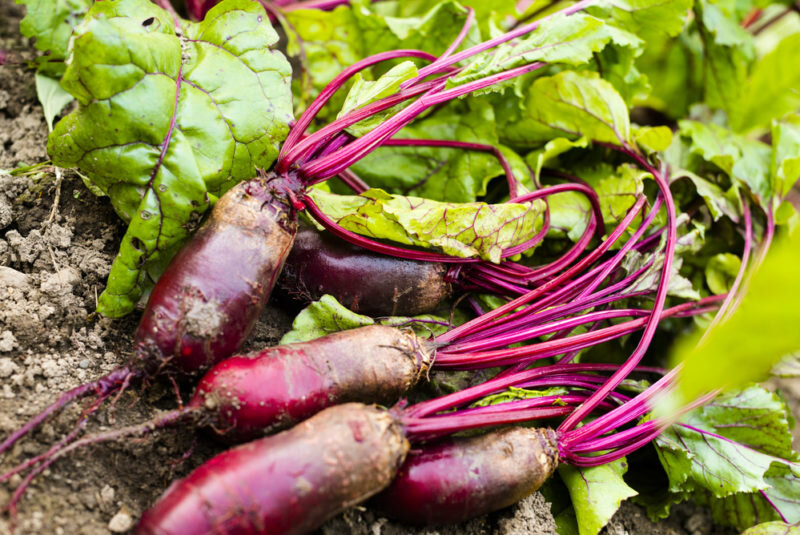 Свекла. Иллюстрация для статьи используется по стандартной лицензии ©dachnyedela.ru