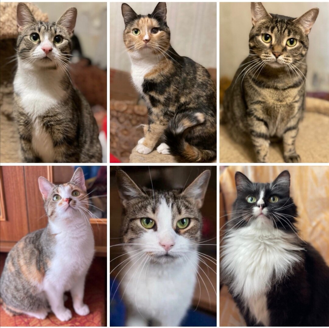 Наши фестивальные котики