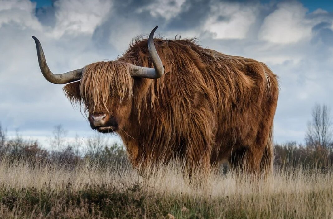 Фото: pixabay.com