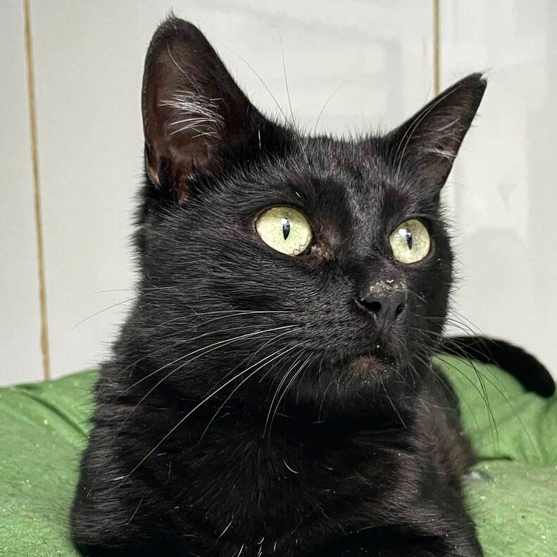 обратите внимание на волнистый узор на радужке - красота же