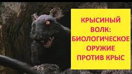 крыса волк