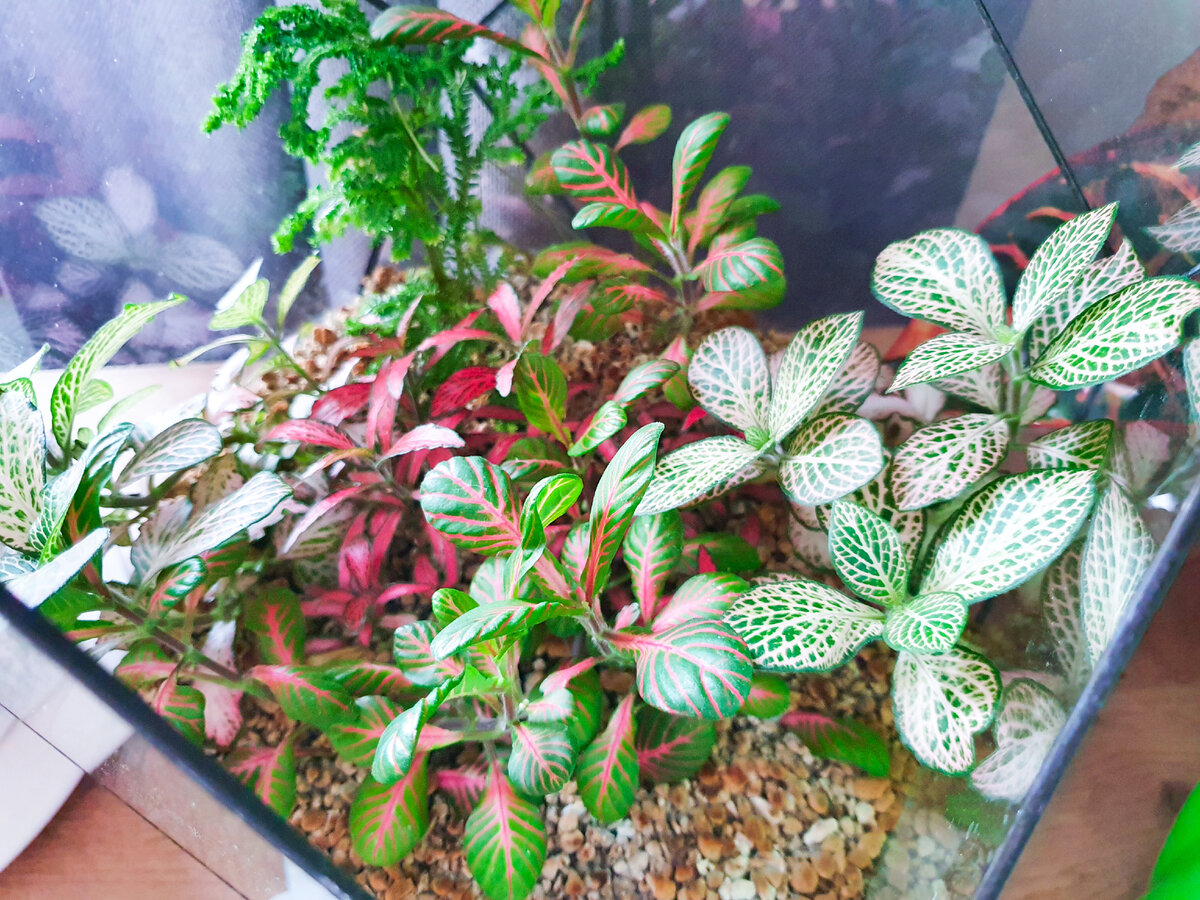 Флорариум - отличный вариант для выращивания многих влаголюбивых растений, в том числе и для фиттонии