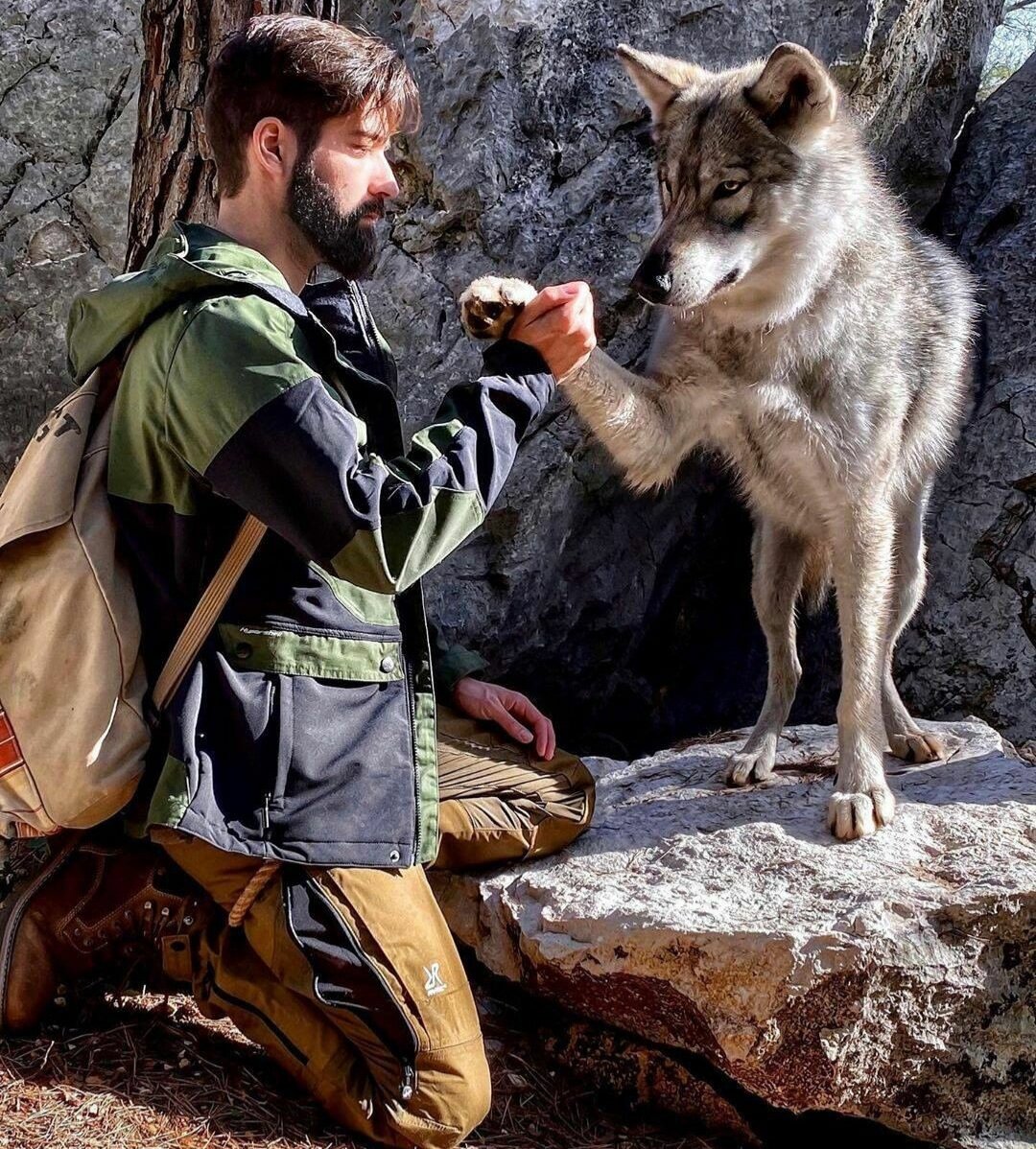 Лесник и волк